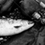 id:Akikan20