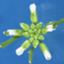 id:Arabidopsis