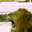 id:AsianLion