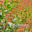 id:Balconista