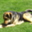 Bridie
