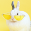 id:Bunnychan