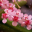 id:Butterfly1orchid