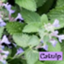 id:CATNIP
