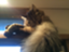 id:CatTechLife