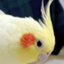 id:Chinen1130
