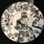 id:Cocoronotomo