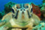 id:CodeForBeginnerMemo
