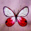 id:Convallaria-majalis