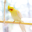id:Cordata