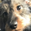 id:Dogobserver