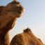 id:Dubailingual