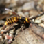 id:Fujinoshizenen