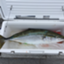 id:GO-FISHING