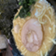 id:Gigapenguin1206