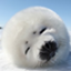 GluttonousSeals