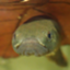 id:Gobius