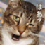 id:GohanOnigiri