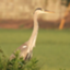 id:Greyheron