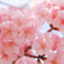 id:HANAMOMOKO