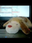 id:HI-PON