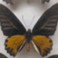 HSP90_evolution