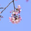 id:Hakkounyuu