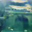 id:HakuhatsunoWanx