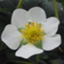 id:Hamamelis