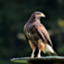 id:Hawk-Eye