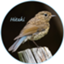 id:Hitaki_Ruri
