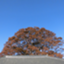 id:IBARAKI432
