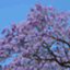 Jacaranda