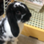 id:Kumausa