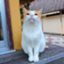id:LQneko