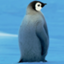 LittlePenguin