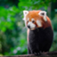 id:MCRedPanda
