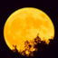 id:MOONwatcher