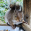 id:MR-Squirrel