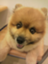 id:Maxwell