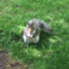 id:Miagrace