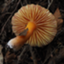 id:Mucor
