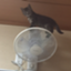 id:NESUkun