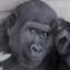 id:Nayamerugorira
