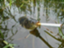 id:Neete