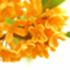 id:Osmanthus_san