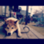 id:Otoboke_Kinoko