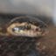 id:OyamaShiki