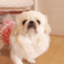id:Pekinese_ugu