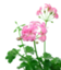 id:Pelargoniumpeltatum